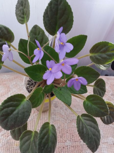 13 august - ZZ Ionantha