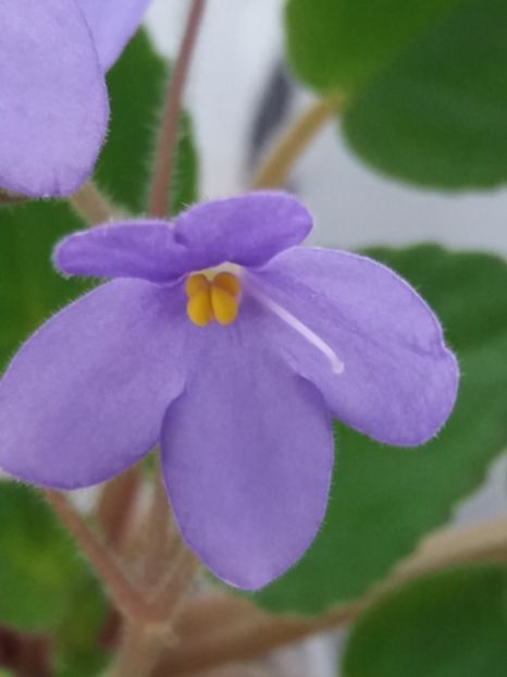 13 august - ZZ Ionantha