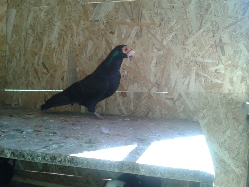  - PORUMBEI PASIUNE PERFECTIUNE PERSPECTIVE