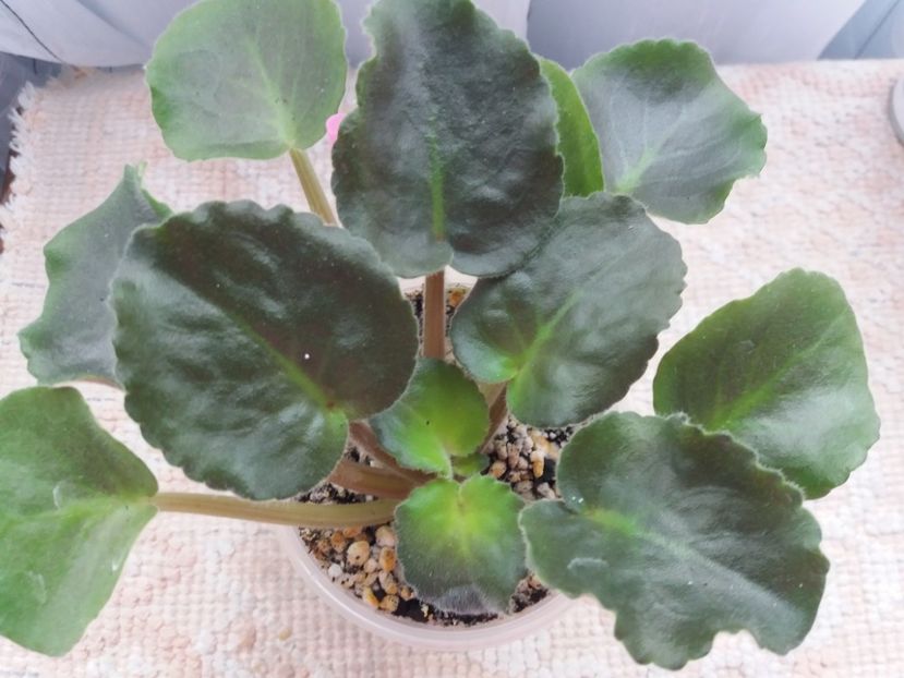 13 august - ZZ Ian Nariadnaia