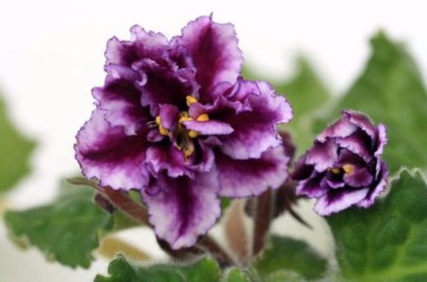 poza net - ZZ RS Bagira sport