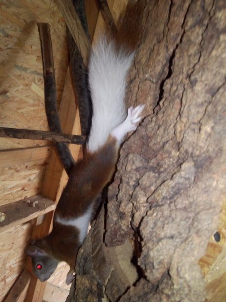  - Akizitii din Germania 2017