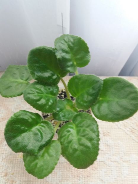 13 august - ZZ RS Bagira sport