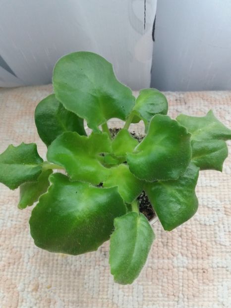 13 august - ZZ LE Zelenyi Atoll