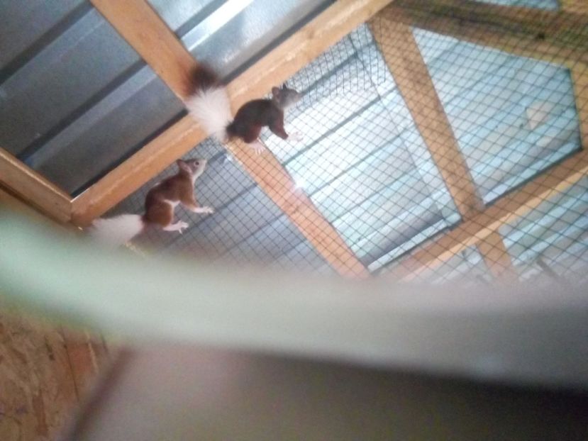  - Akizitii din Germania 2017