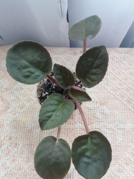 13 august - Afrikanskaia Noch