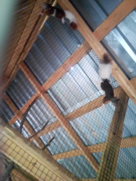  - Akizitii din Germania 2017