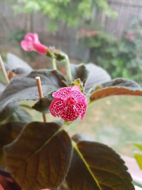 Marquise de Sade - KOHLERIILE MELE 2017