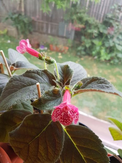 Marquise de Sade - KOHLERIILE MELE 2017