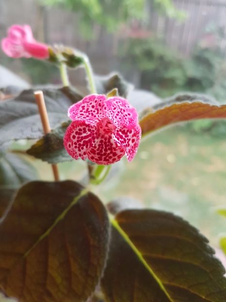 Marquise de Sade - KOHLERIILE MELE 2017