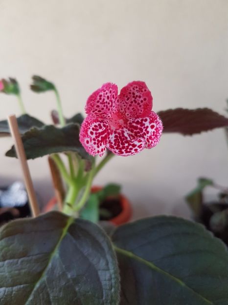 Maequise de Sade - KOHLERIILE MELE 2017