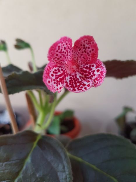 Marquise de Sade - KOHLERIILE MELE 2017