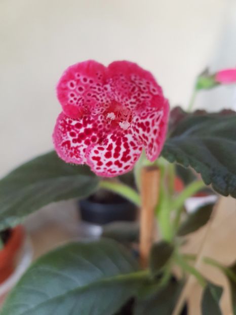 Maequise de Sade - KOHLERIILE MELE 2017