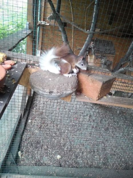  - Akizitii din Germania 2017