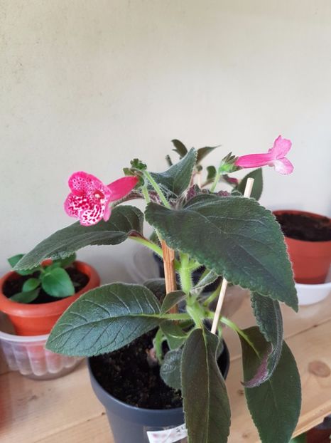 Marquise de Sade - KOHLERIILE MELE 2017