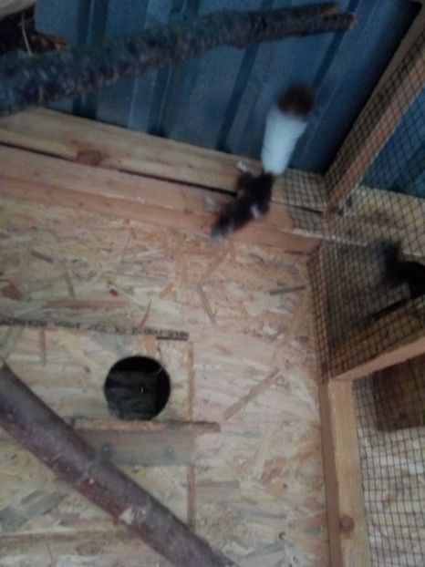  - Akizitii din Germania 2017