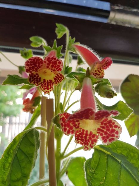 Ni's Ingrid - KOHLERIILE MELE 2017