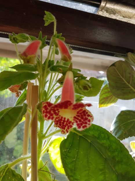 Ni's Ingrid - KOHLERIILE MELE 2017