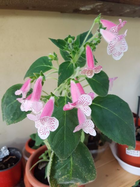 Nasca - KOHLERIILE MELE 2017