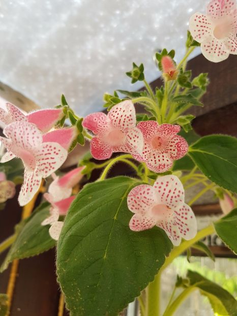 Nasca - KOHLERIILE MELE 2017