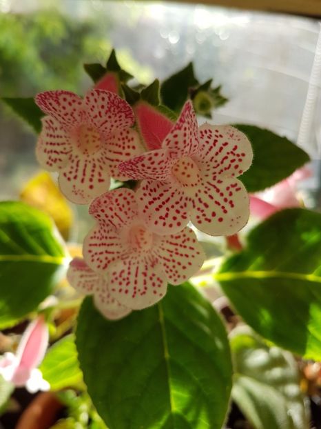 Nasca - KOHLERIILE MELE 2017