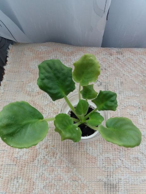 13 august - Golden Autumn