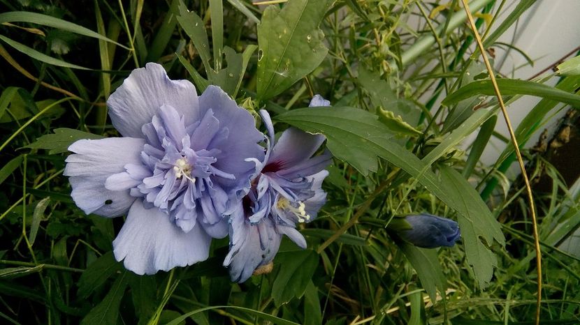 Hibiscus lavender chiffon - Vara iara