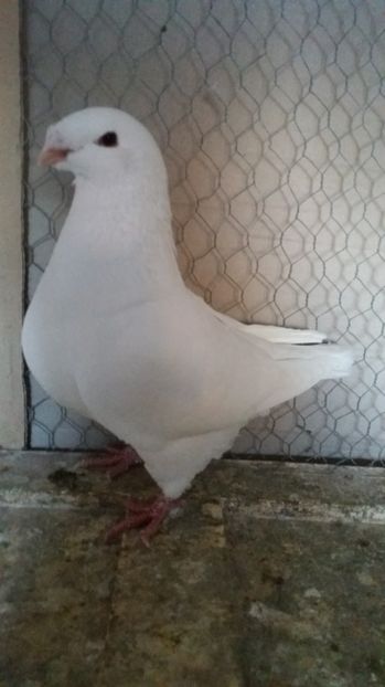 F 2016 Ro - AMERICANI DETINUTI