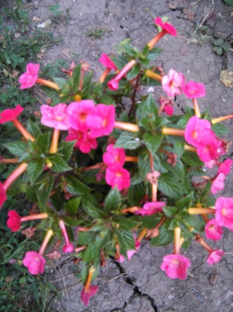 Orange Delight - A-Flori 2017