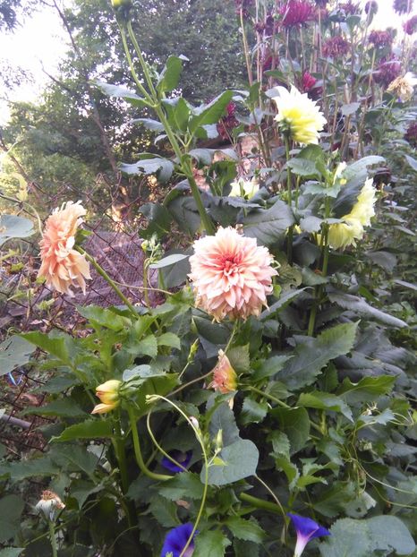  - Gradina 2017