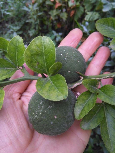 Poncirus trifoliata - Gradina 2017