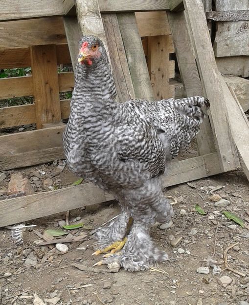 20170813_105739-1 - Pui brahma 2017