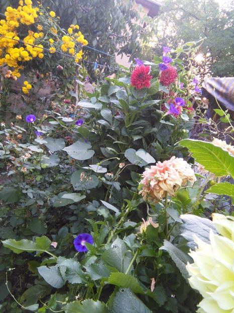  - Gradina 2017