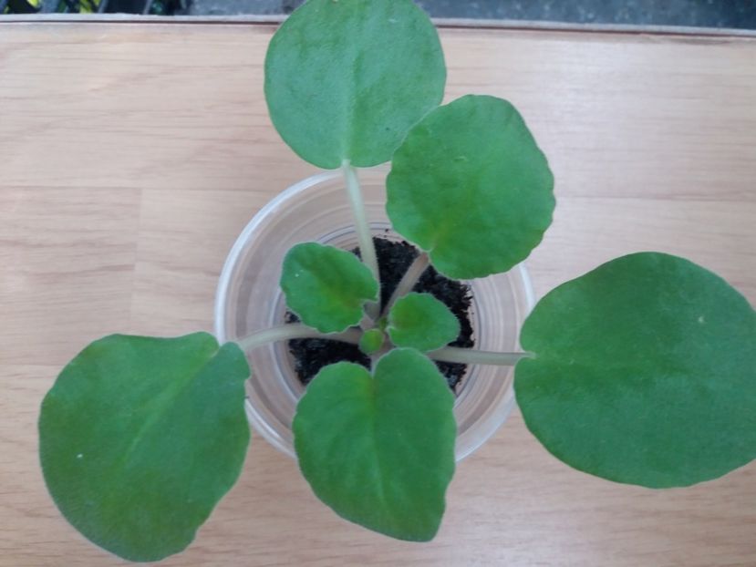 20 iulie - ZZ Armageddon