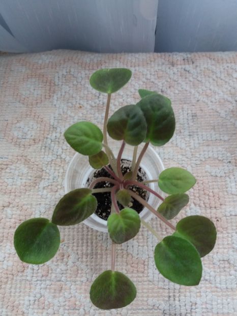 13 august - ZZ Deer Path