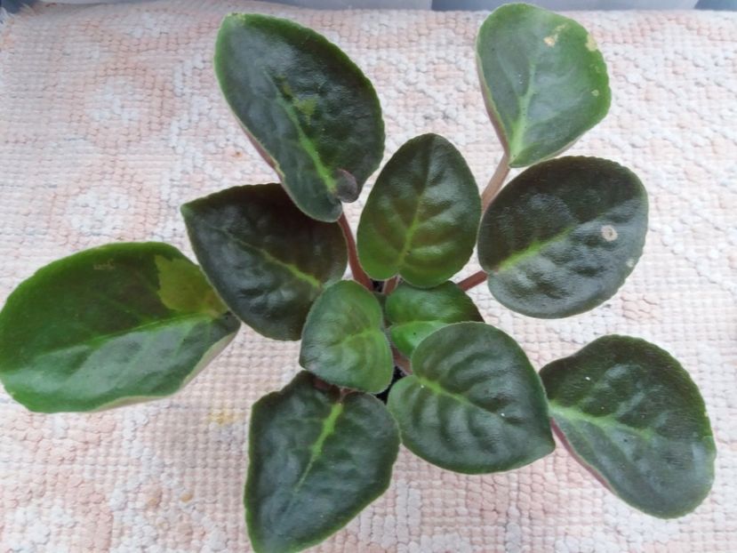 13 august - ZZ LE Antonio Banderas