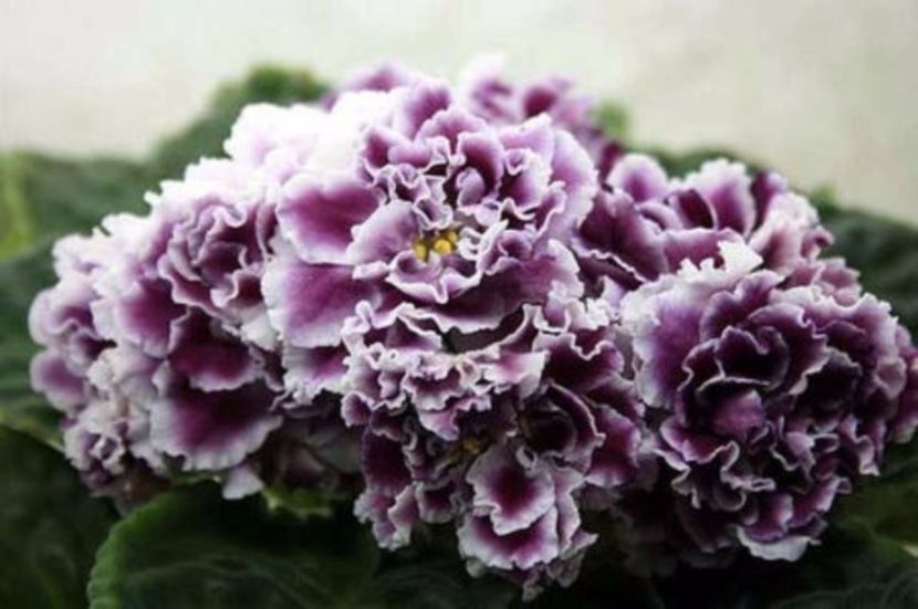 RS-Gertsoginia poza net - ZZ RS Gertsoginia -RS Duchess