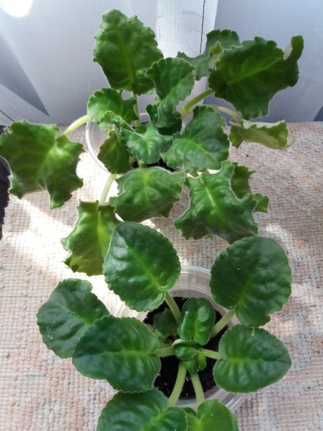 13 august - ZZ RS Gertsoginia -RS Duchess