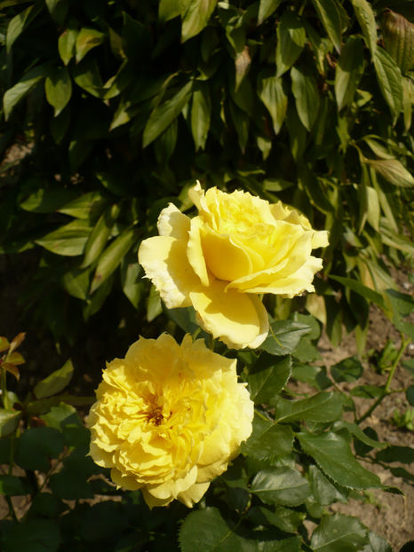 P1270602 - China Girl 2017