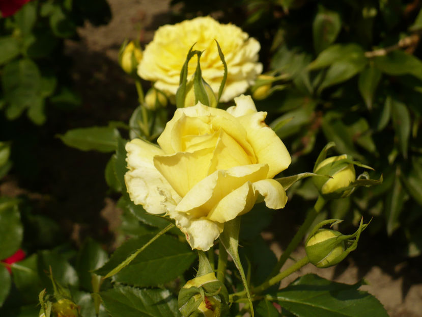 P1270604 - China Girl 2017