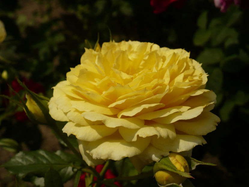 P1270610 - China Girl 2017