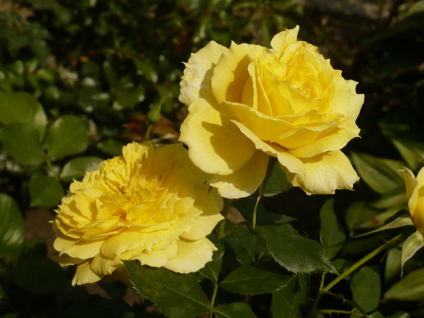 P1270611 - China Girl 2017