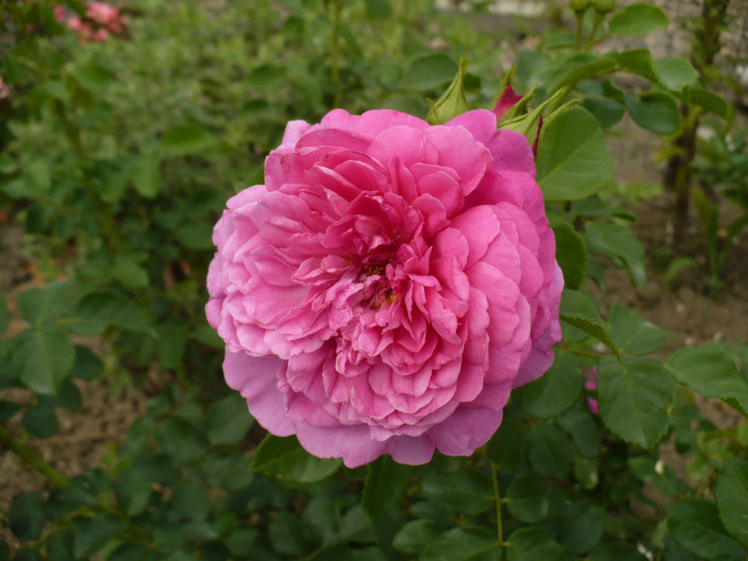 P1270575 - Princess Anne - 2017