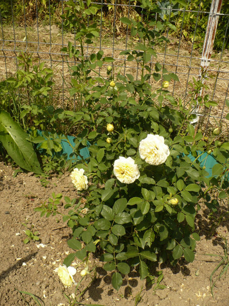 P1270619 - The Pilgrim - al 2 -lea an