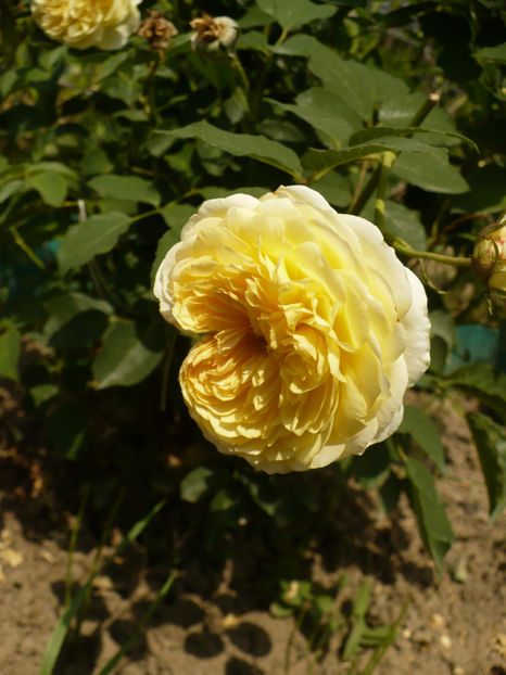 P1270622 - The Pilgrim - al 2 -lea an