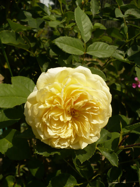 P1270623 - The Pilgrim - al 2 -lea an