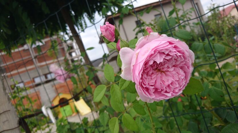  - Gradina august 2017