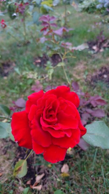  - Gradina august 2017