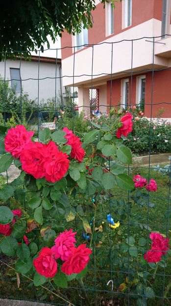  - Gradina august 2017