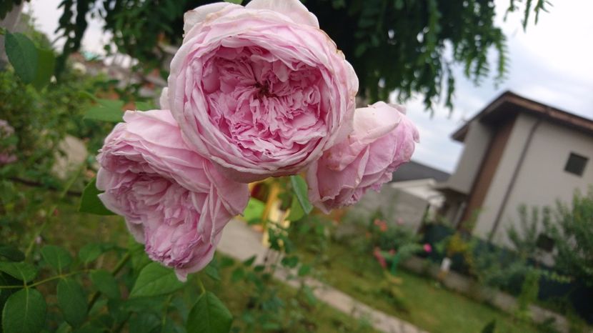  - Gradina august 2017